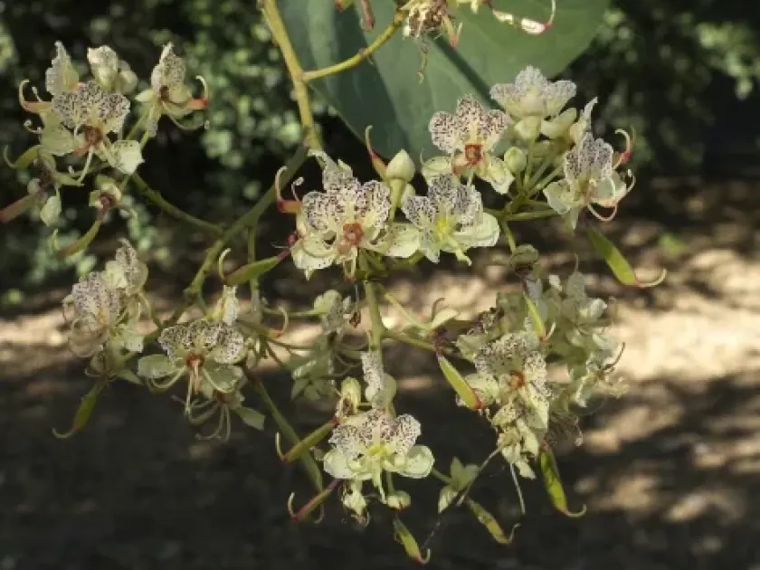 Phanera retusa