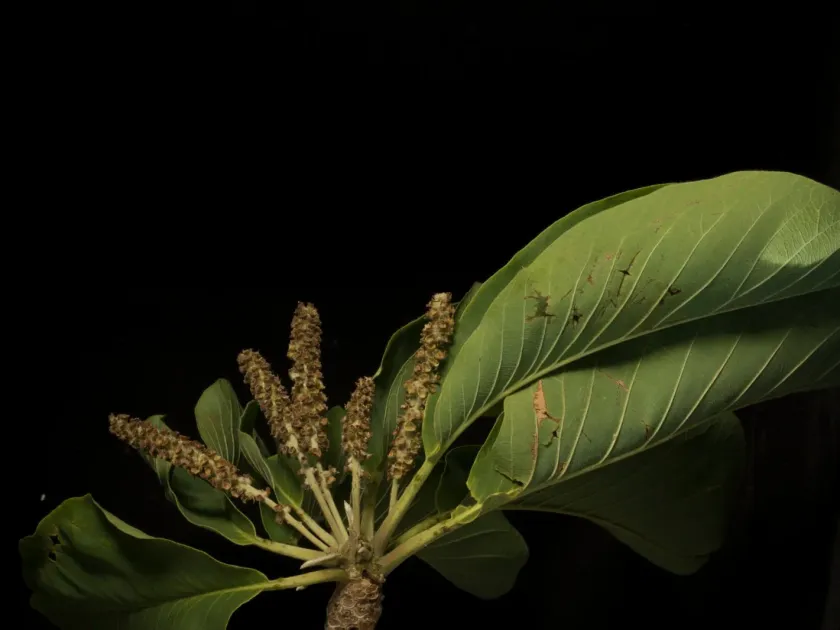 Bucida macrostachya