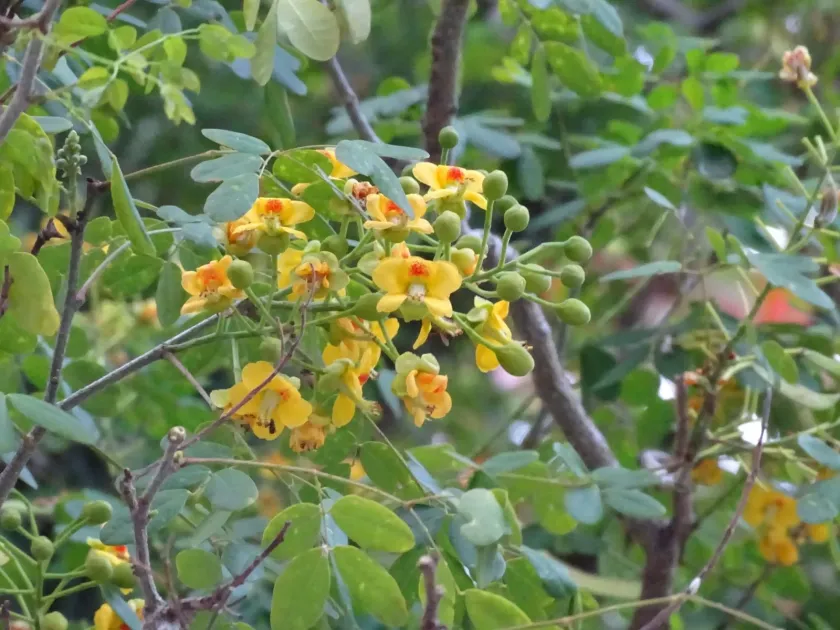 Yucatan caesalpinia