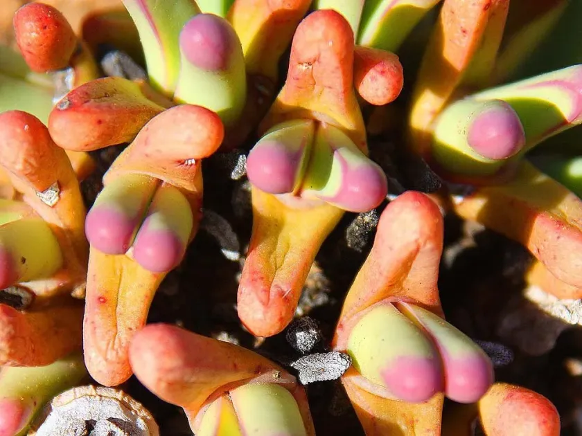 Malephora purpurocrocea