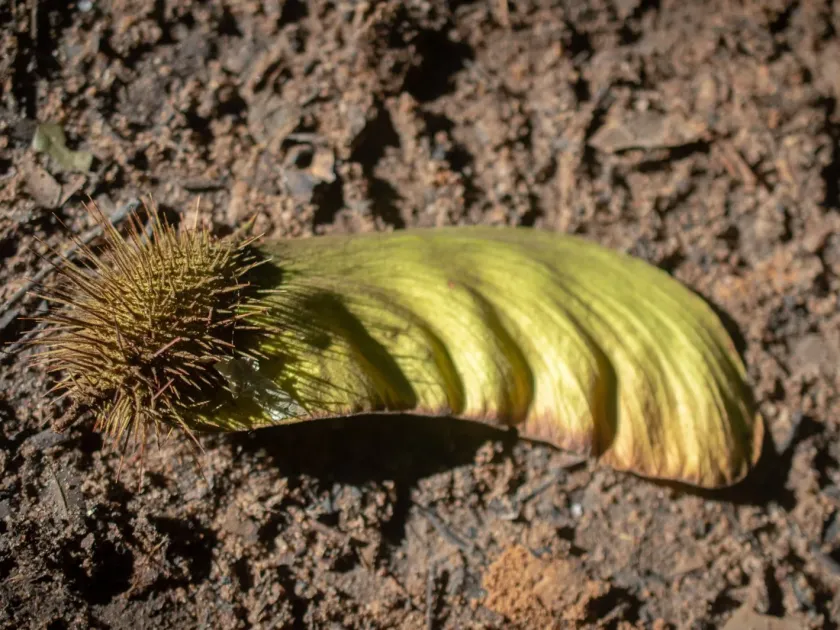 Centrolobium paraense