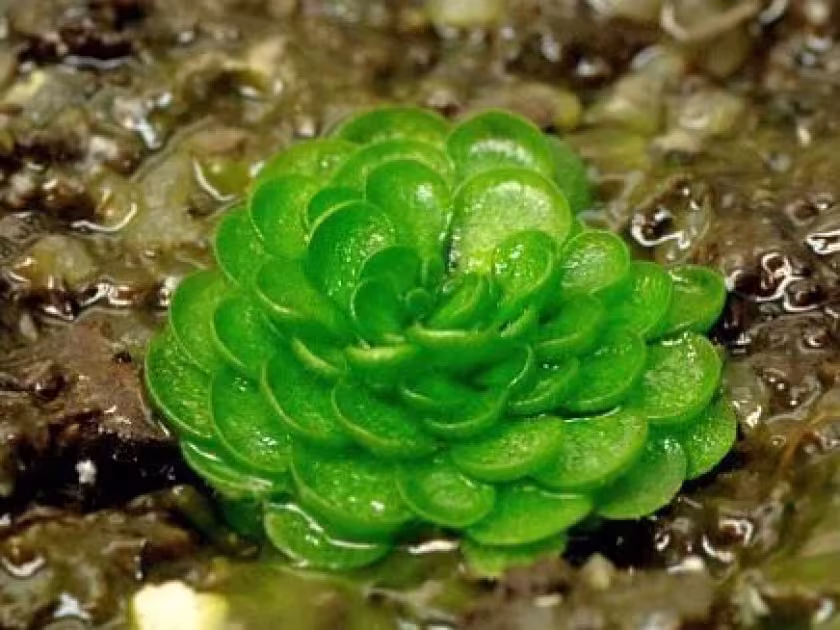 Genlisea margarethae