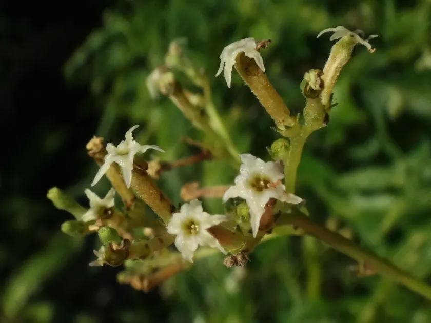 Цебаллозія чагарникова