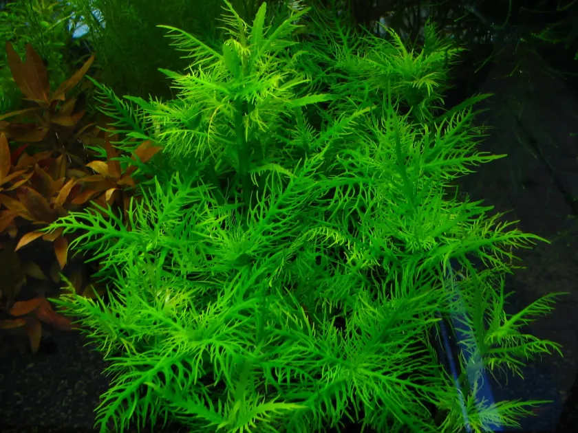 Hygrophila balsamica