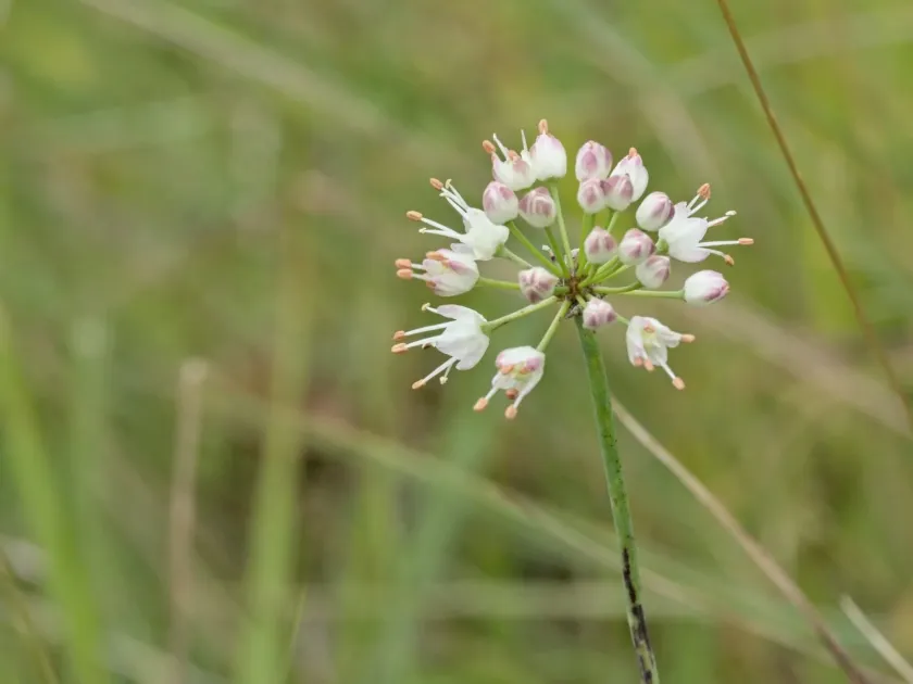 Fragrant garlic