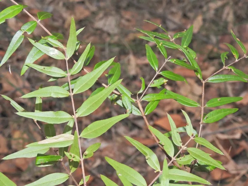Austromyrtus glabra