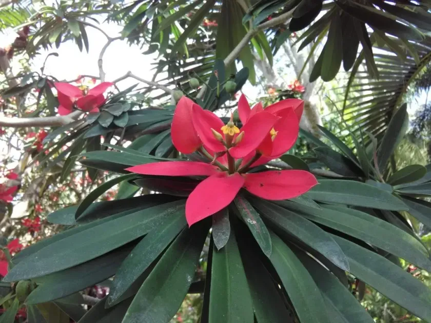 Jamaican poinsettia