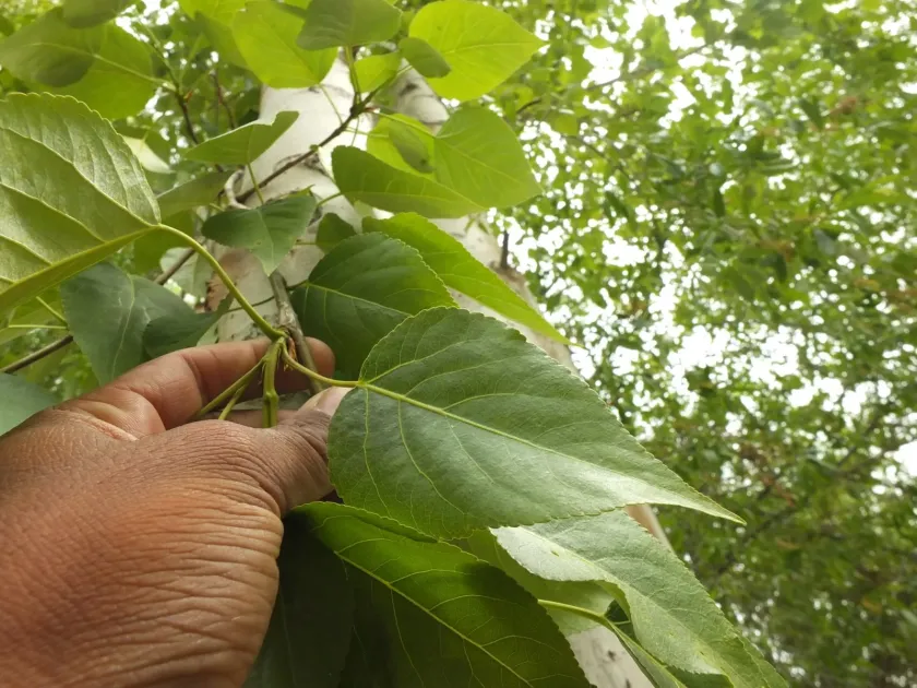 Himalayan Poplar
