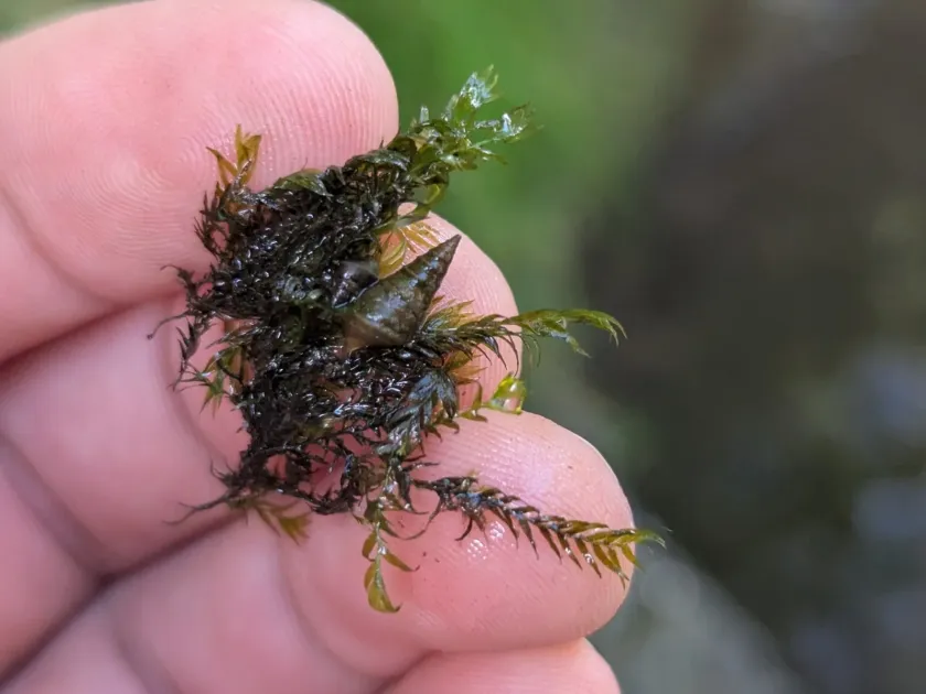 Fissidens fontanus