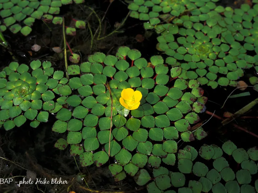 Ludwigia sedoides