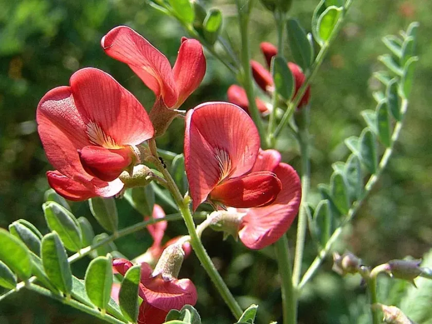 Сферофіза