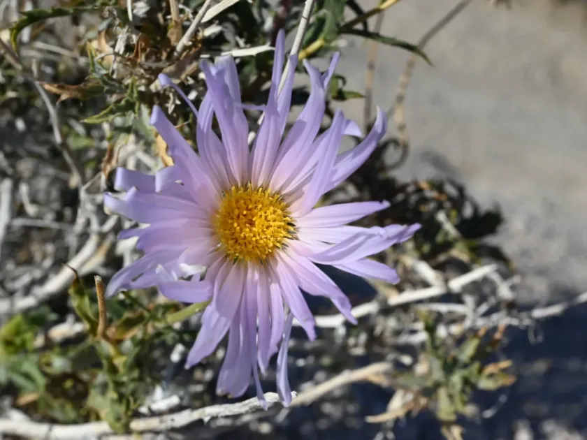 Mojave woodyaster