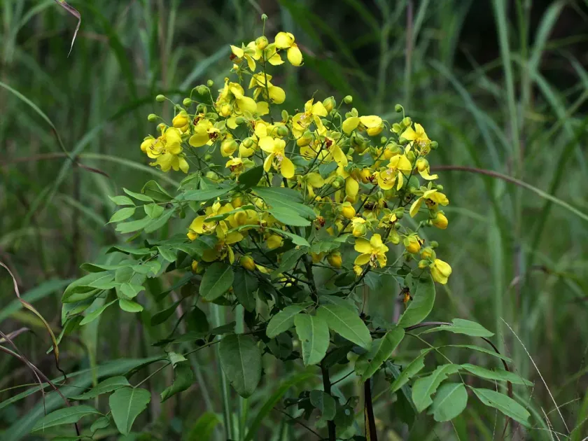 Касія афрофістула
