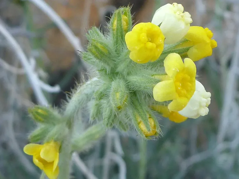 Basin yellow cryptantha
