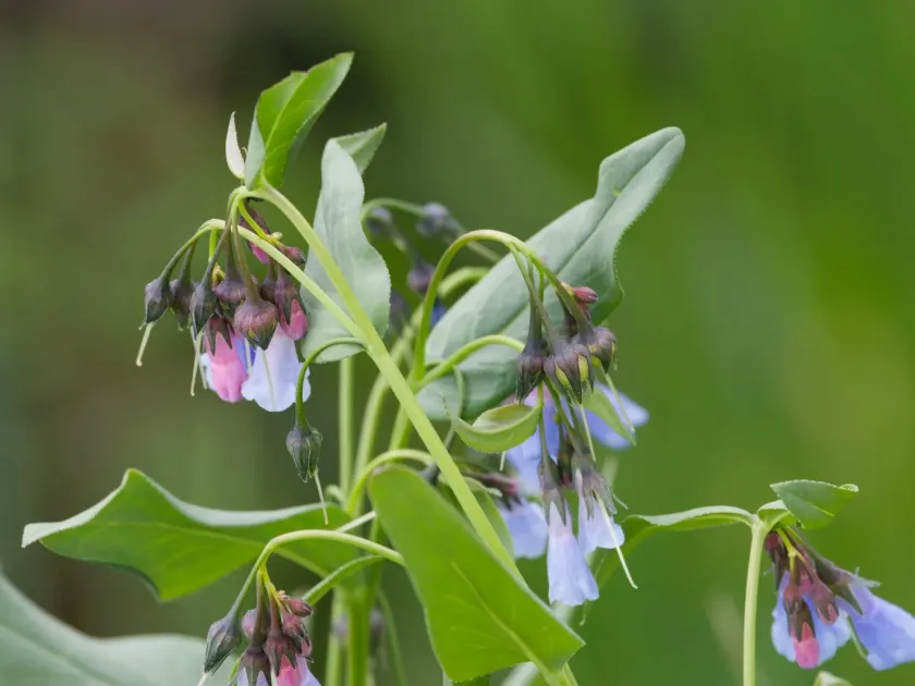 Mertensia ciliata
