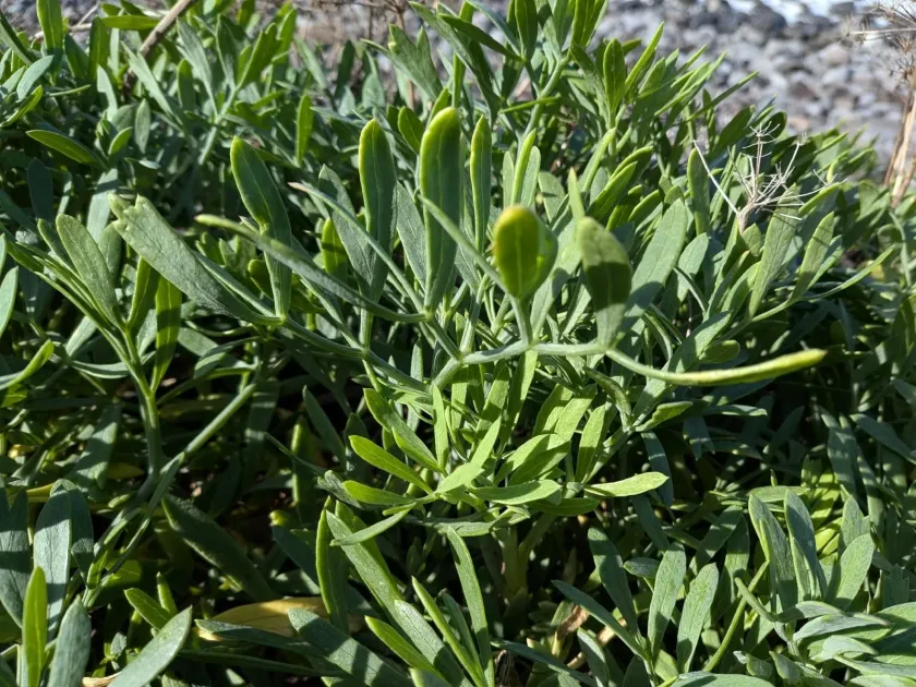 Sea fennel