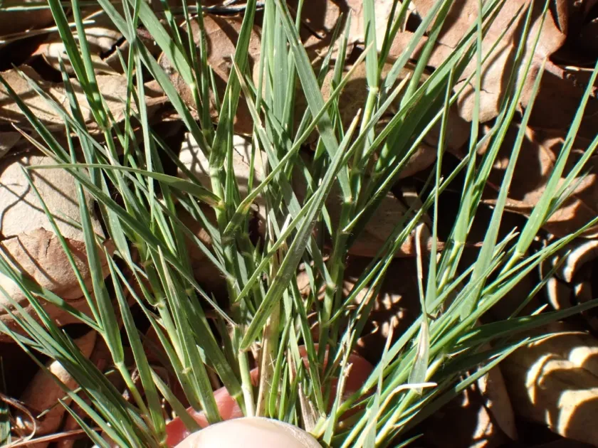 Saltgrass