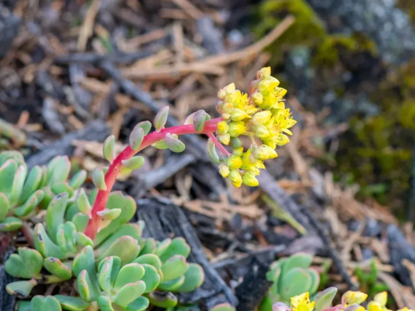 Sedum obtusatum
