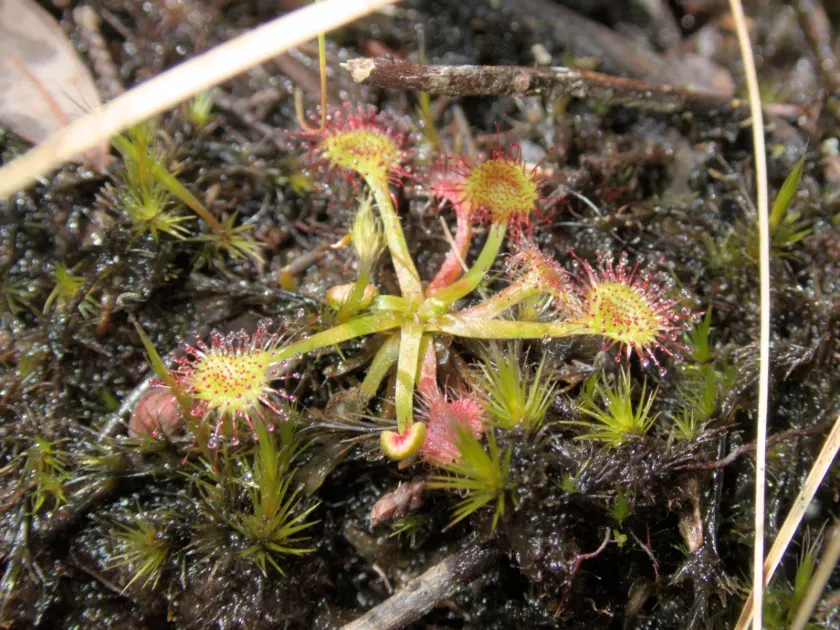 Round-leaved sundew