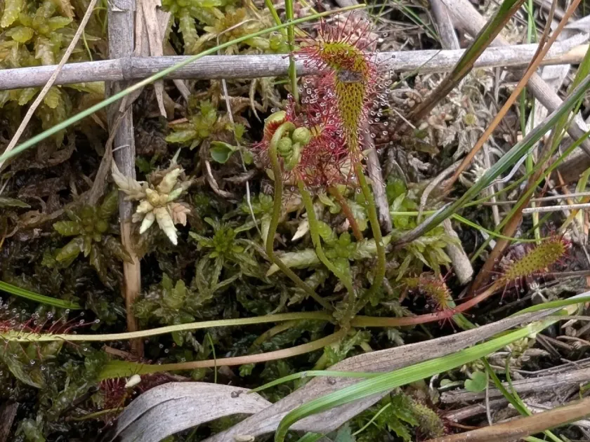 Great sundew