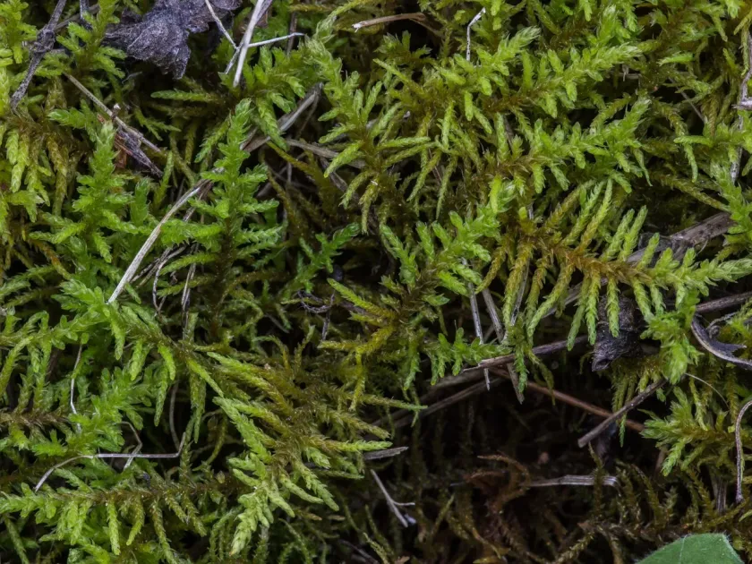 Abietinella moss