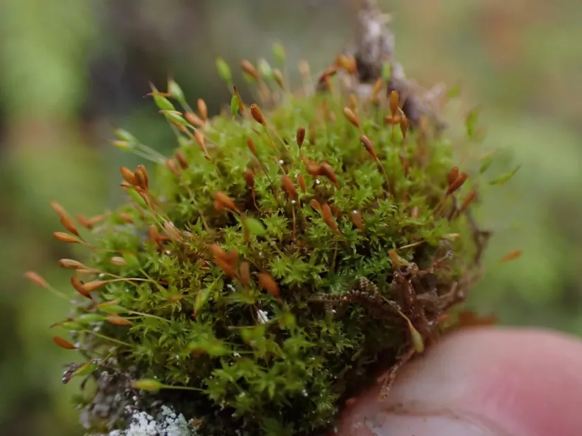 Zygodon reinwardtii