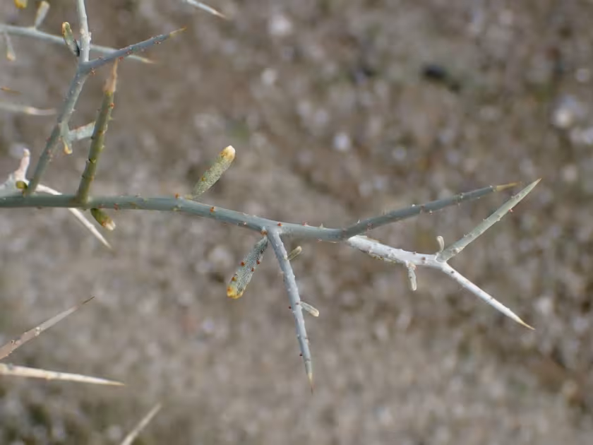 Smoke tree