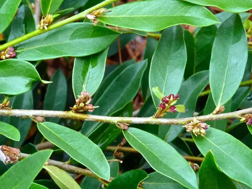 Distylium stellare