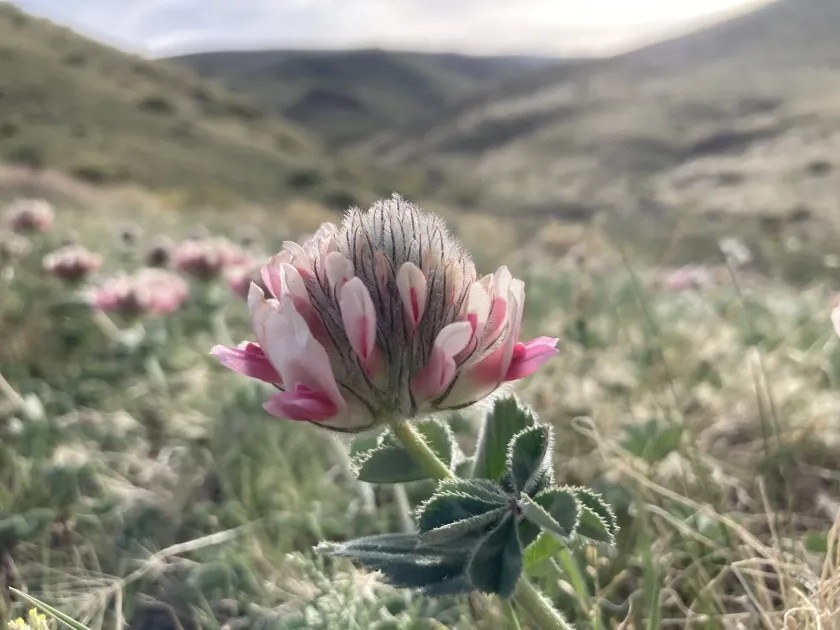 Big-headed clover