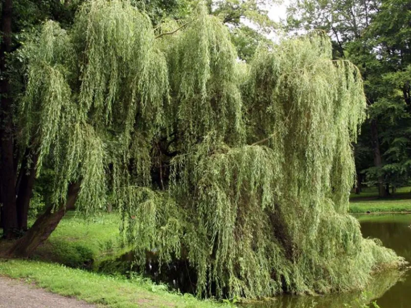 Weeping willow