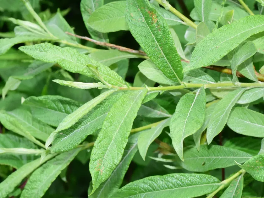 Velvet-leaved willow