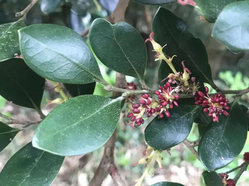Distylium racemosum