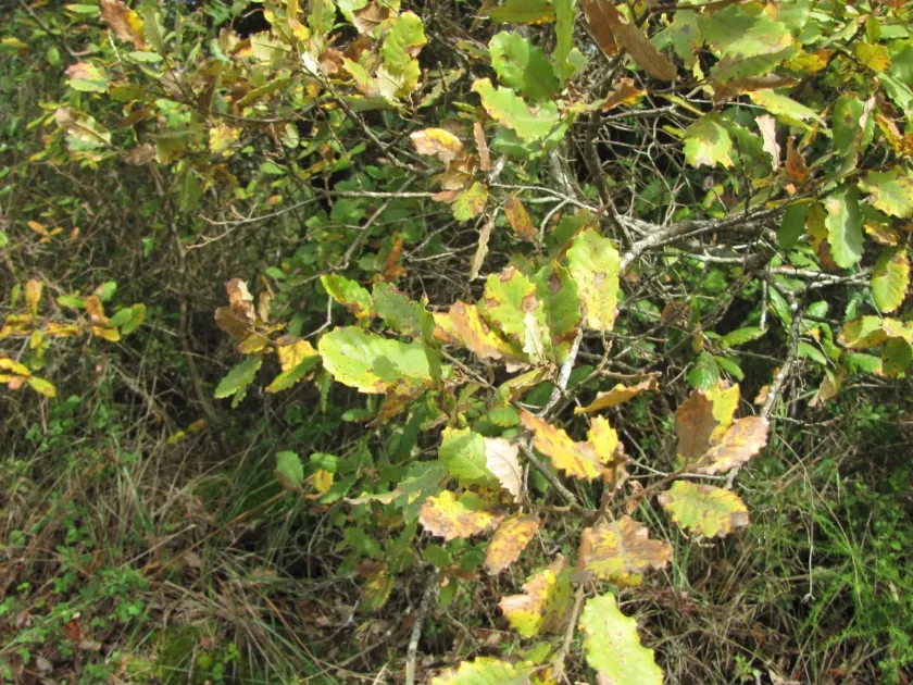 Coutinho oak