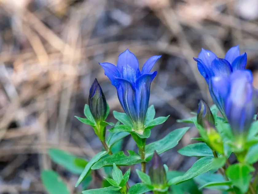 Mountain bog gentian