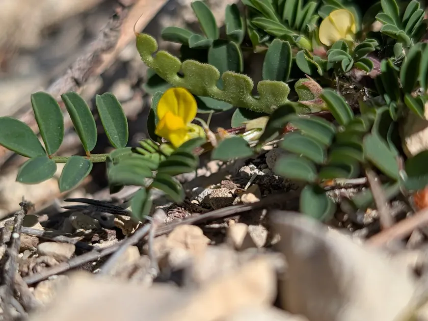 Hippocrepis biflora