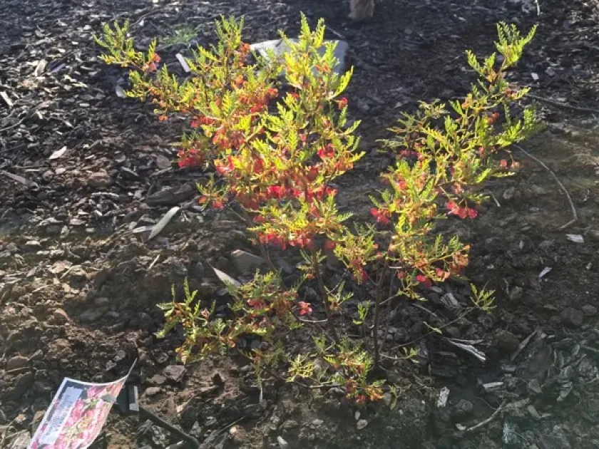 Dodonaea subglandulifera