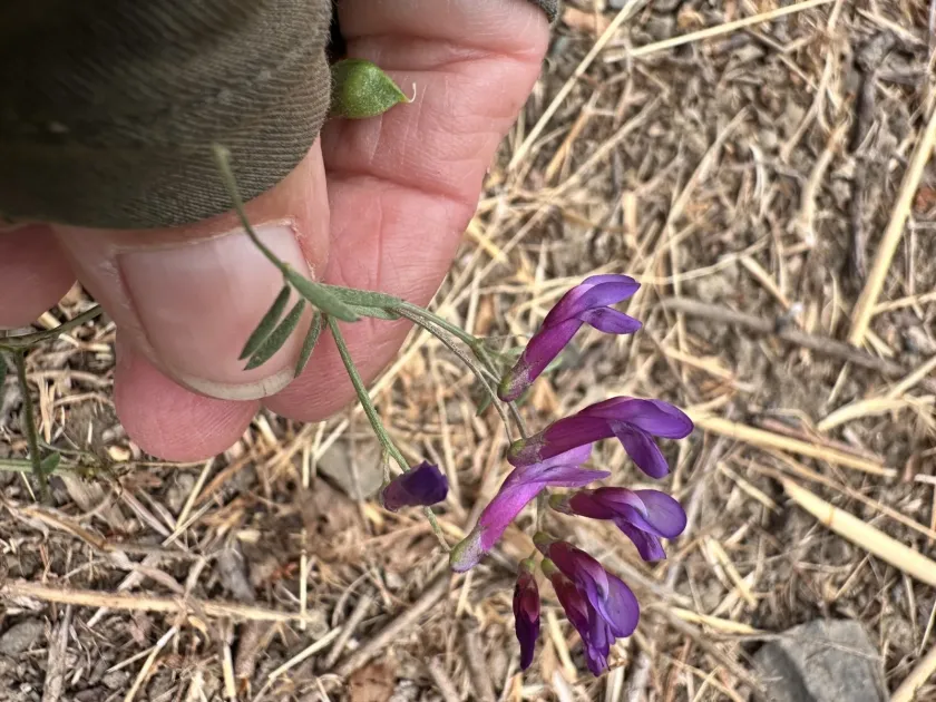 Hairy-podded vetch