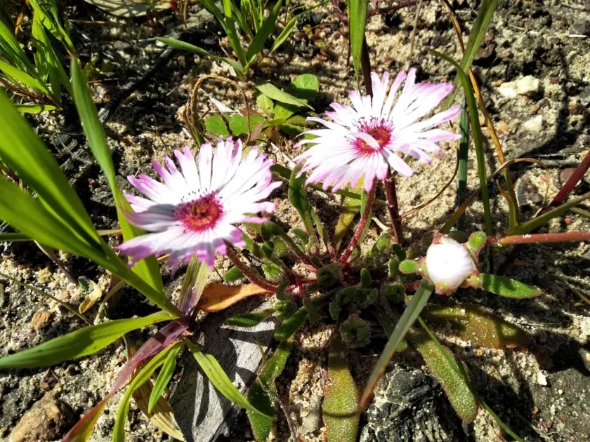 Dorotheanthus bellidiformis