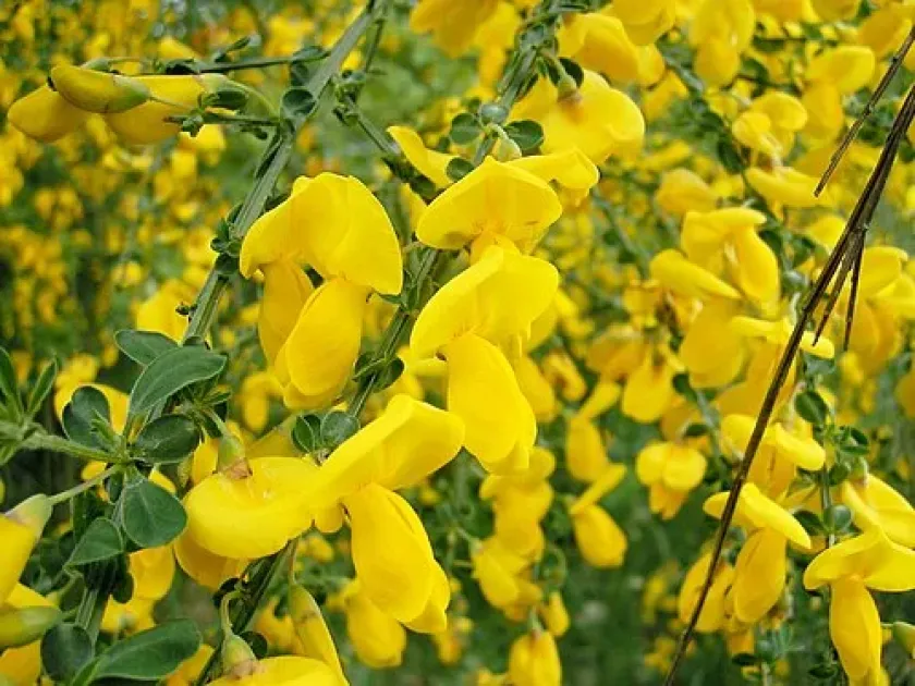 Рокитник змінений