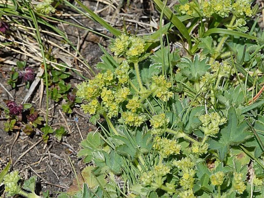 Alchemilla grossidens