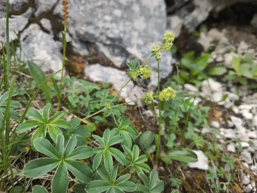 Hoppe's Lady's Mantle