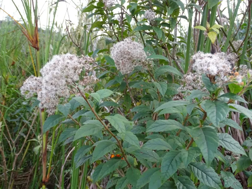 Privet-leaf ageratina