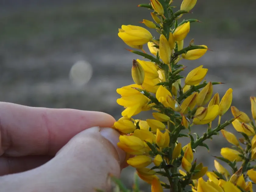 Southern gorse