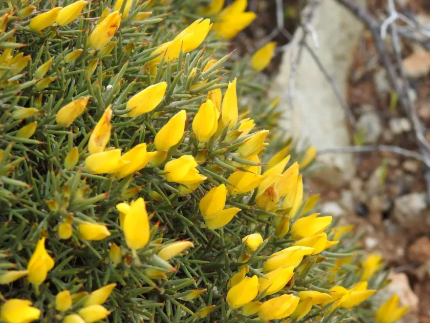 Ulex erinaceus