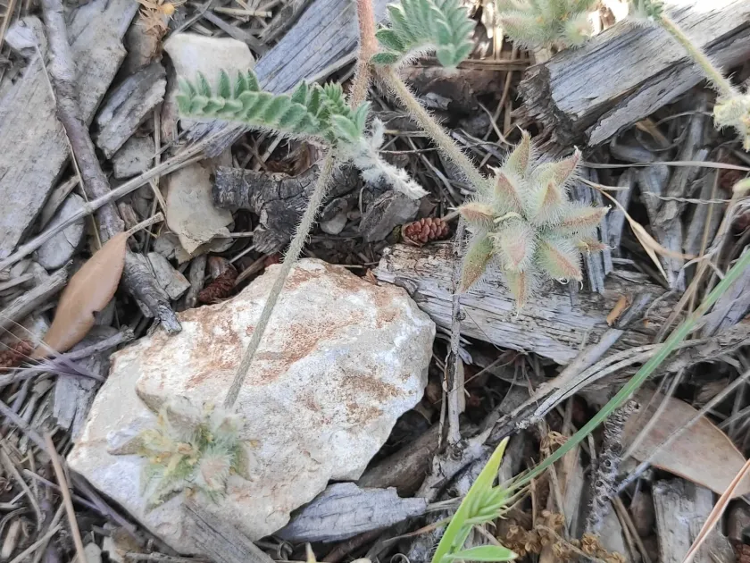 Star milkvetch