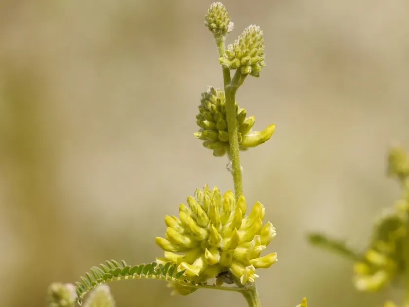 Astragalus ponticus