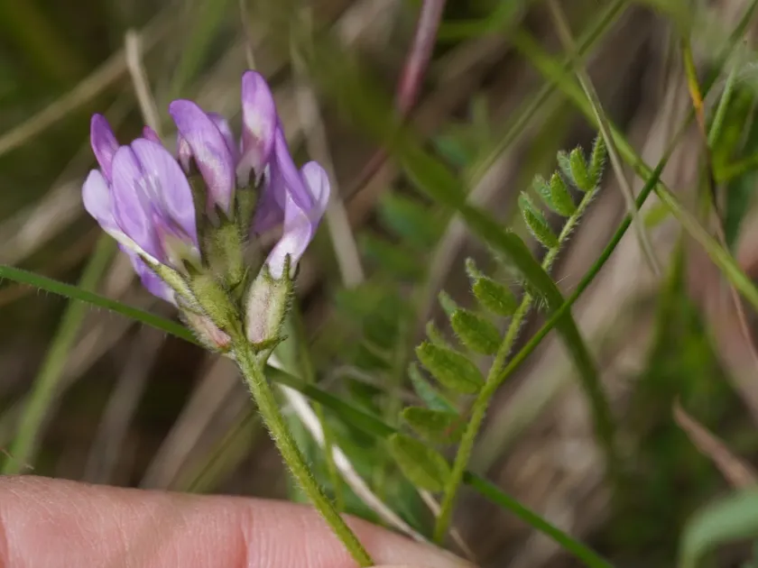 Danish milkvetch