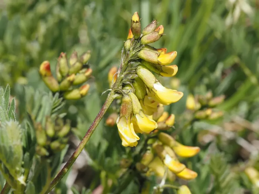 Pendulous-flowered milkvetch