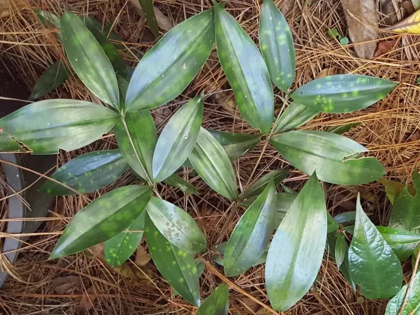 Драцена суркулоза