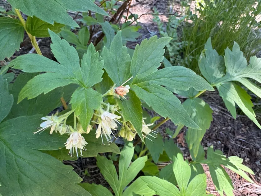 Fendler's waterleaf